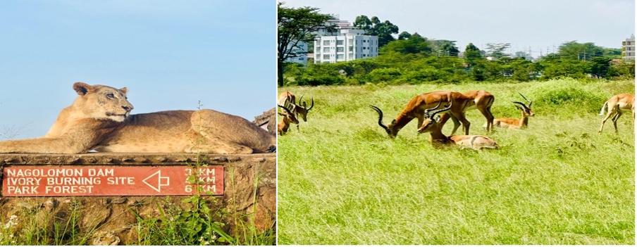 A Day with the Big: Five My Awesome Safari Adventure in Nairobi National Park